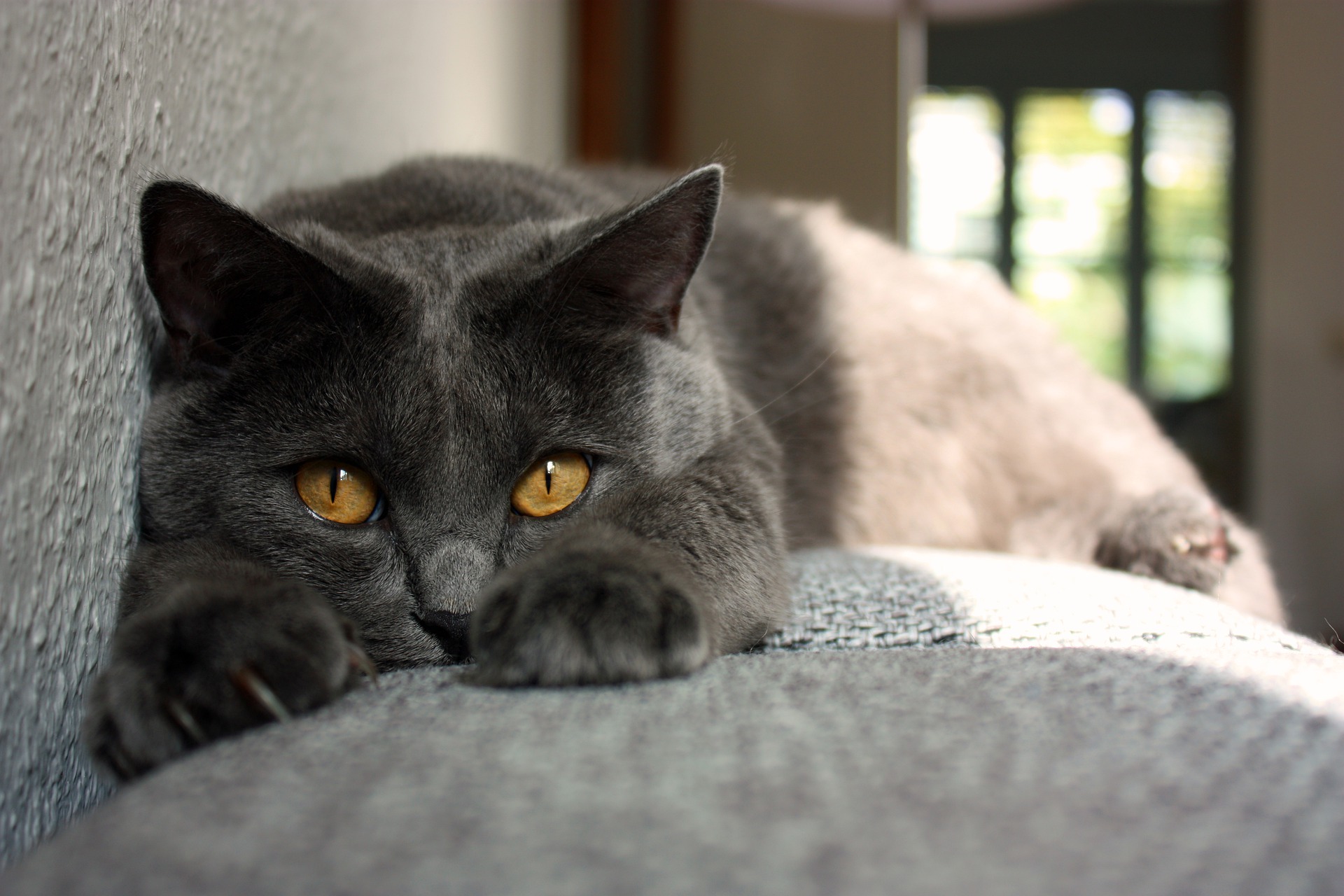 Koty kartuskie muszą mieć złote oczy, dopuszczalne są odcienie od żółtego po miedziany.